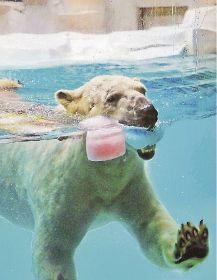 勢いよくプールに飛び込み、氷をくわえるホッキョクグマ（２１日、和歌山県白浜町のアドベンチャーワールドで）