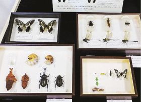 小学校の学習で役立つ！？企画展「生物の標本」／３月中旬まで県立自然博物館