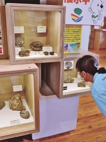 近隣で見つかった化石が展示されている南紀熊野ジオパークセンター（７日、和歌山県串本町潮岬で）