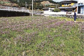 紫のじゅうたん広がる　印南の田でレンゲソウ