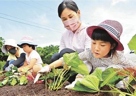 サツマイモ「なんたん蜜姫」／串本町潮岬／子どもらが苗植え