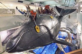 クジラの模型に乗り、ほこりを払い落とす職員（２０日、和歌山県太地町立くじらの博物館で）