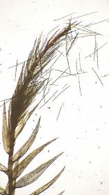 ヒメナガスジコモチイトゴケの枝の先端にある針状の無性芽