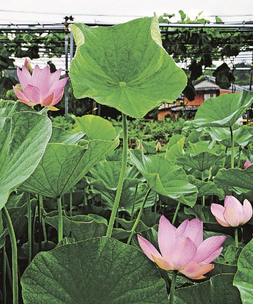 咲き始めた大賀ハスの花（１７日、和歌山県上富田町岡で）