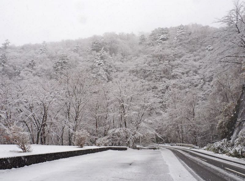 １１月１３日に、初冠雪で真っ白になった高野龍神スカイライン沿いの木々（和歌山県田辺市龍神村で）