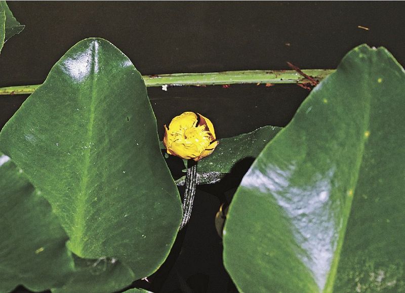 大きな葉の間から顔を出したコウホネの花（和歌山県紀南地方の水路で）