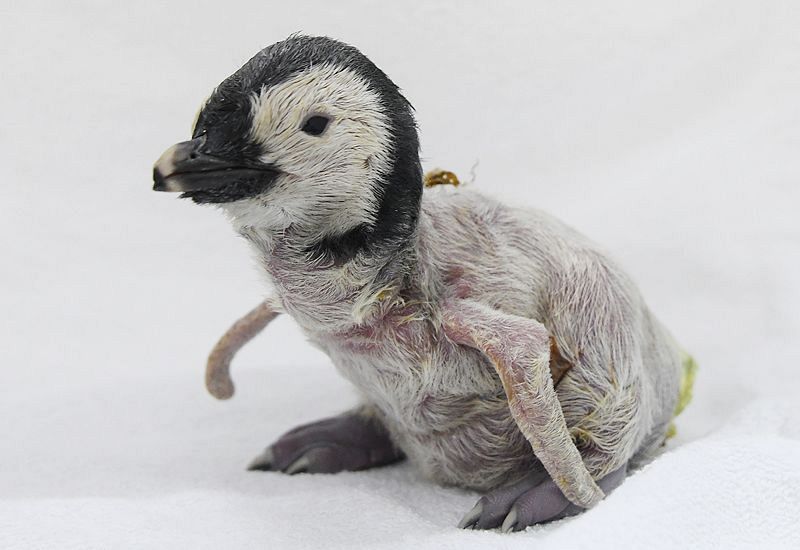 １日に誕生したエンペラーペンギンの赤ちゃん（アドベンチャーワールド提供）