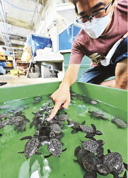 串本海中公園センター水族館で誕生したアカウミガメ（１６日、和歌山県串本町有田で）