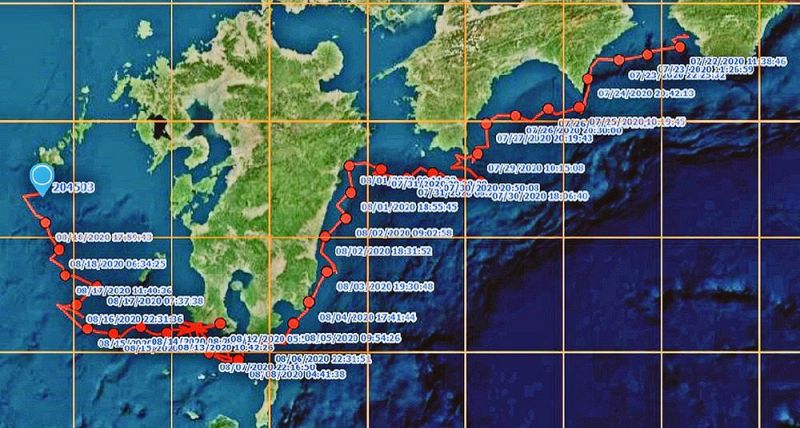 和歌山県みなべ町千里の浜で７月２１日に機器を取り付けたウミガメの軌跡