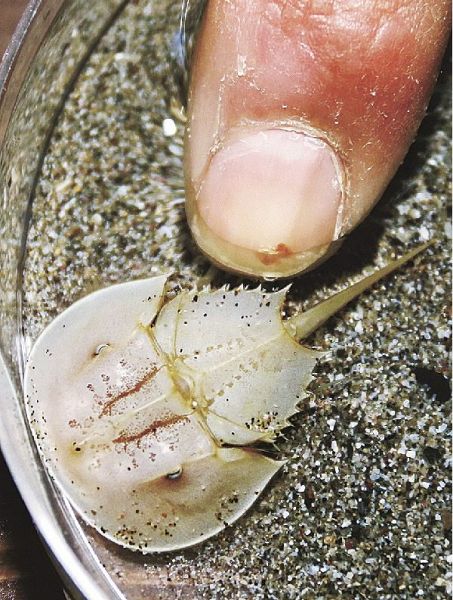 子ども研究員に引き渡すアメリカカブトガニの幼生（和歌山県すさみ町江住で）