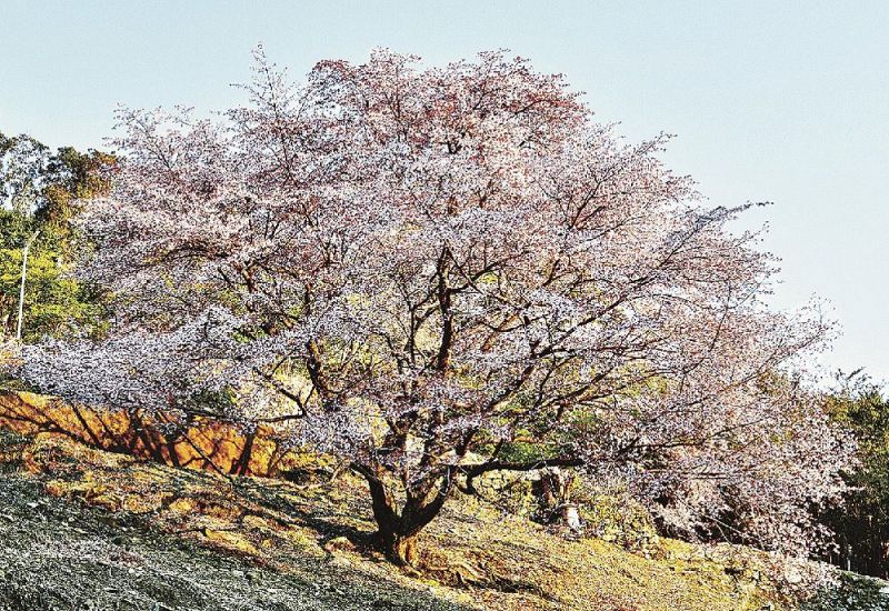 観賞木としての利用が期待されているクマノザクラ（２０１９年３月１７日、和歌山県古座川町峯で）