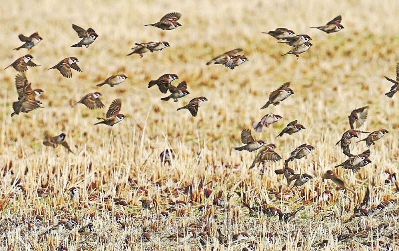 田んぼに飛来するスズメの群れ。その規模は以前より小さくなっている（和歌山県白浜町平で）