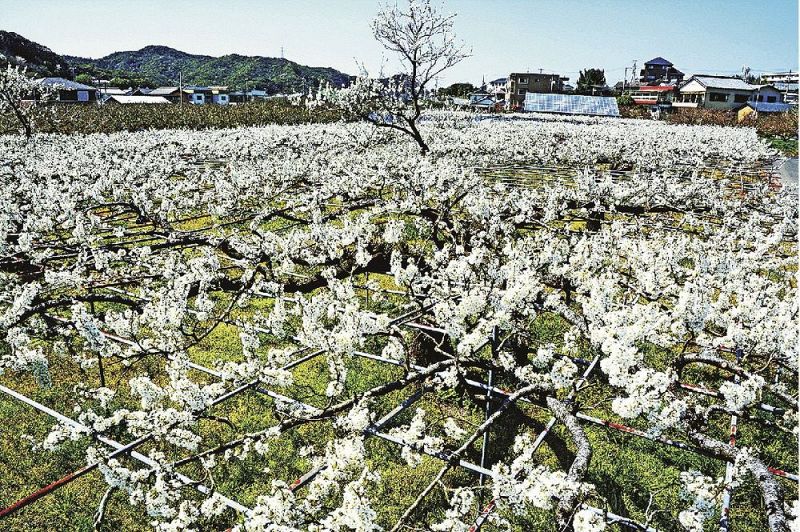 棚一面に広がったスモモの白い花（和歌山県田辺市下三栖で）