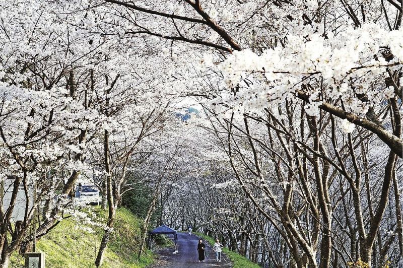 島ノ瀬ダムに続くサクラの花のトンネル（２４日、和歌山県みなべ町東神野川で）