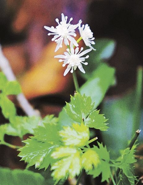 直径約１センチの白い花を咲かせたコセリバオウレン（和歌山県古座川町小川で）