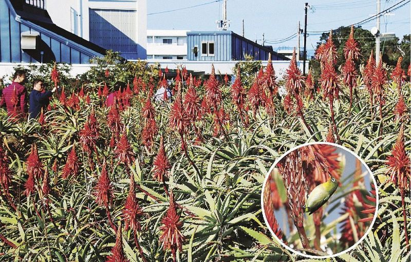 名勝・三段壁そばの公園で咲くアロエの花。円内は蜜を求めて集まるメジロ（和歌山県白浜町で）