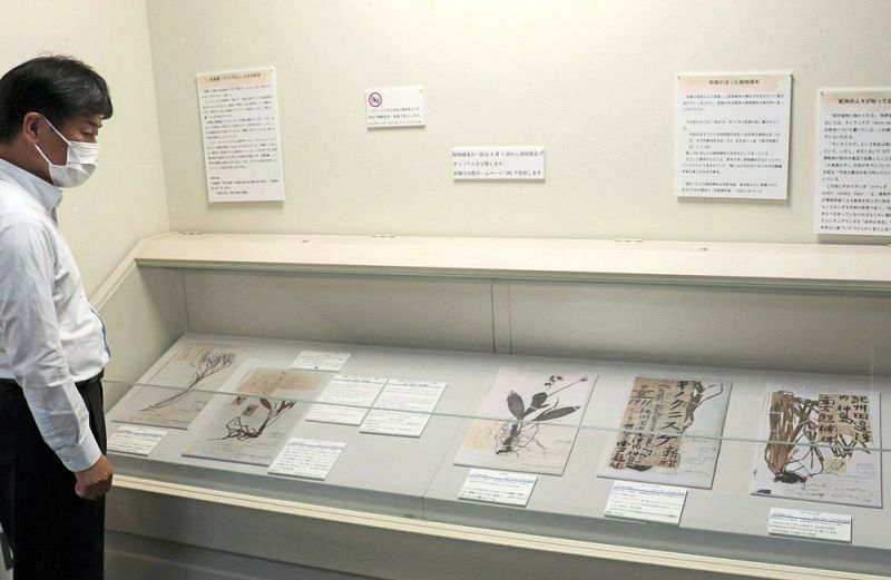 南方熊楠が牧野富太郎へ送った植物標本のパネルなど６５点を展示している（和歌山県白浜町で）