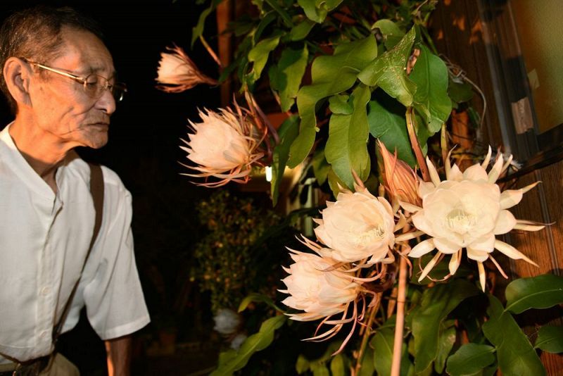 月下美人 今年５回目の開花 すさみ町で一夜限りの花 紀伊民報agara