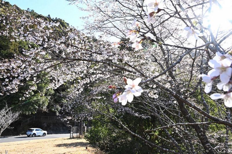 五、六分咲きほどになった「水上パーキング」のクマノザクラ（２８日、和歌山県田辺市中辺路町で）