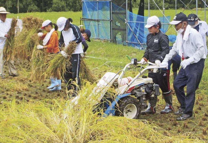 農家から指導を受けながら稲刈りをする児童（和歌山県古座川町三尾川で）