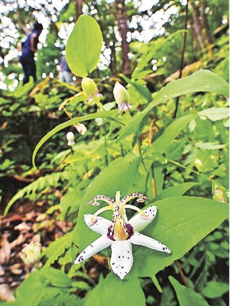 神倉神社の石段沿いで白い花を咲かせているヤマジノホトトギス（和歌山県新宮市で）