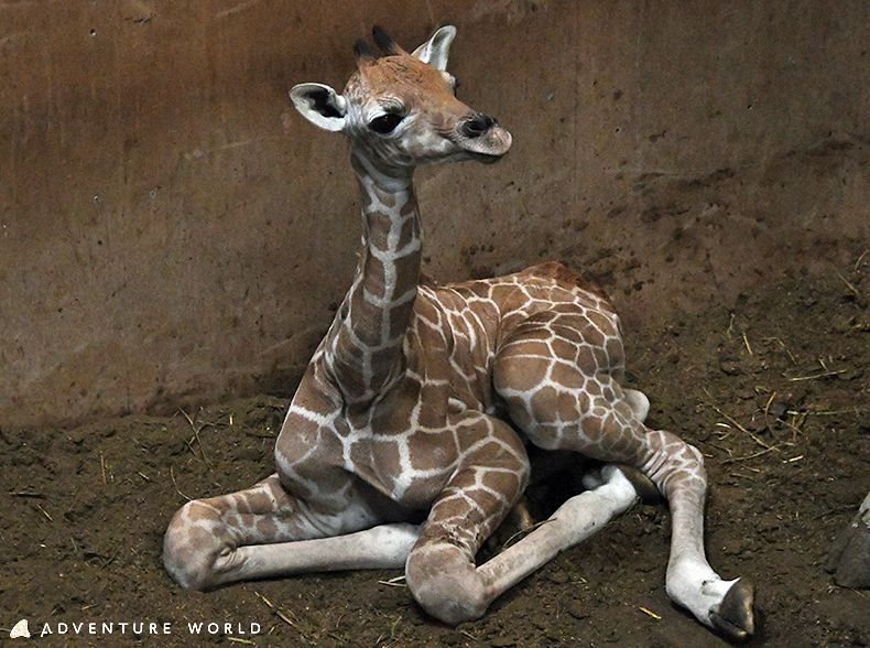 19日に誕生したアミメキリンの赤ちゃん（アドベンチャーワールド提供）