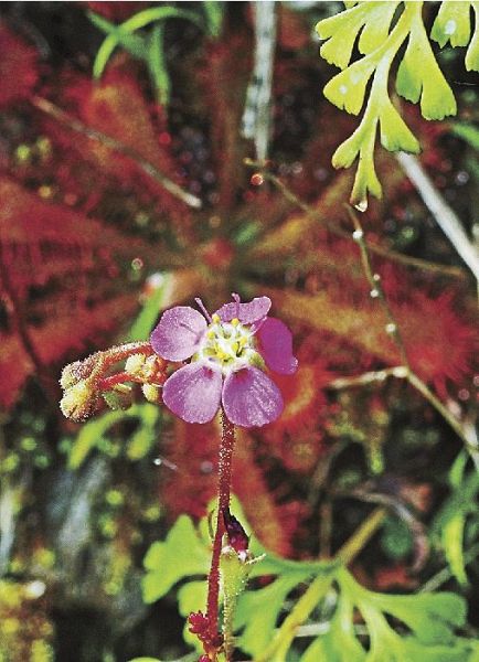 ピンク色の花を咲かせたコモウセンゴケ