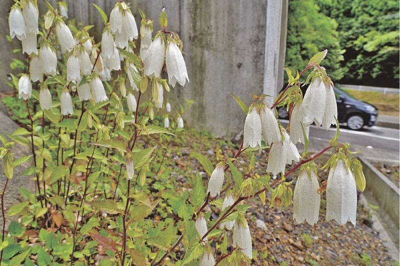 新穂手見トンネル近くで咲くホタルブクロ（１日、和歌山県みなべ町東神野川で）