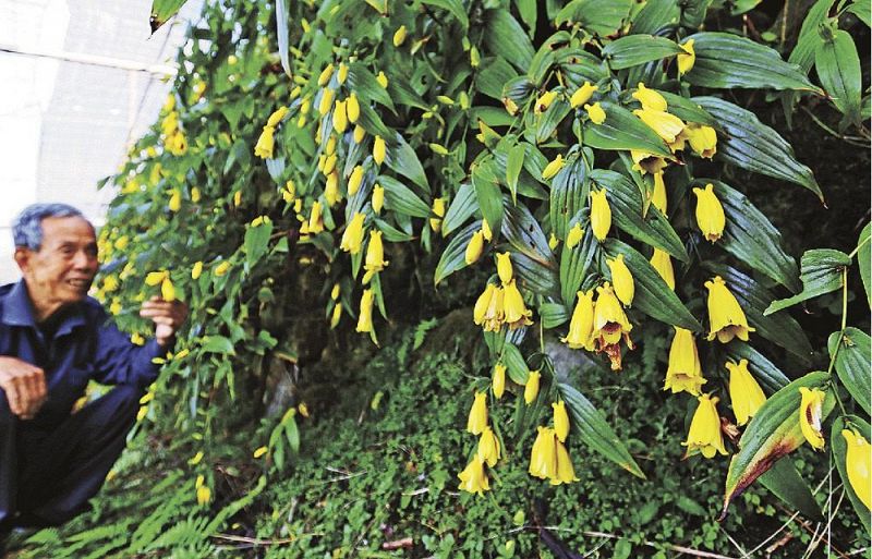 釣り鐘状の花をつけたキイジョウロウホトトギス（和歌山県すさみ町佐本追川で）