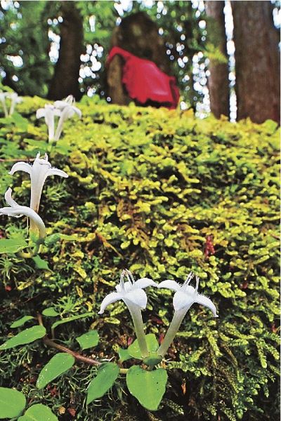 熊野古道沿いの地蔵のそばでかわいらしい花を咲かせているツルアリドオシ（和歌山県田辺市本宮町で）