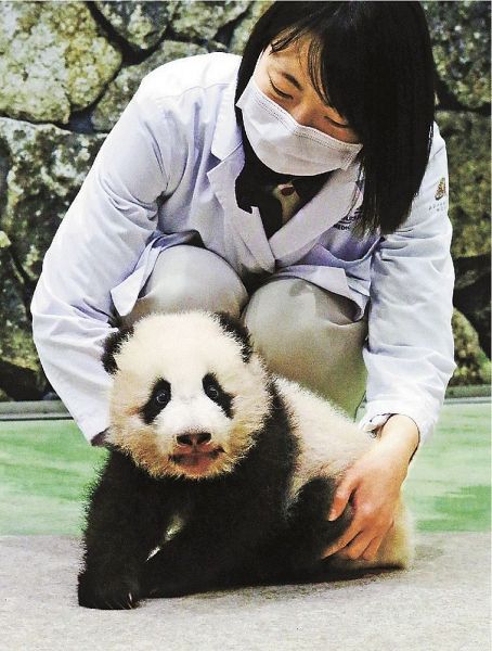公開が始まったジャイアントパンダの赤ちゃん（１２日、和歌山県白浜町のアドベンチャーワールドで）