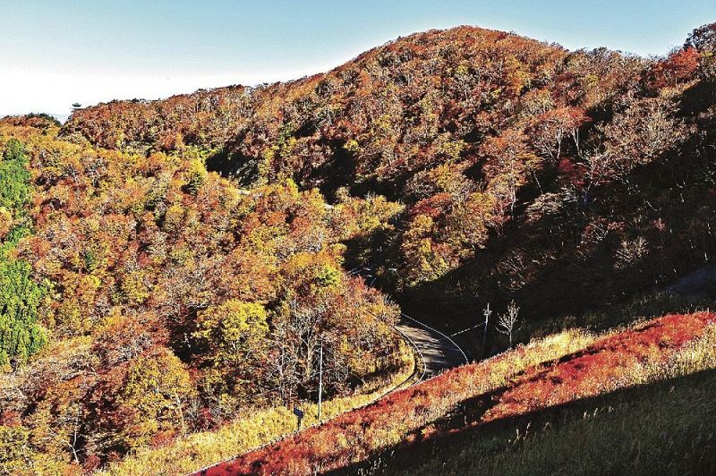 色づいた護摩壇山周辺の木々（６日、和歌山県田辺市龍神村で）