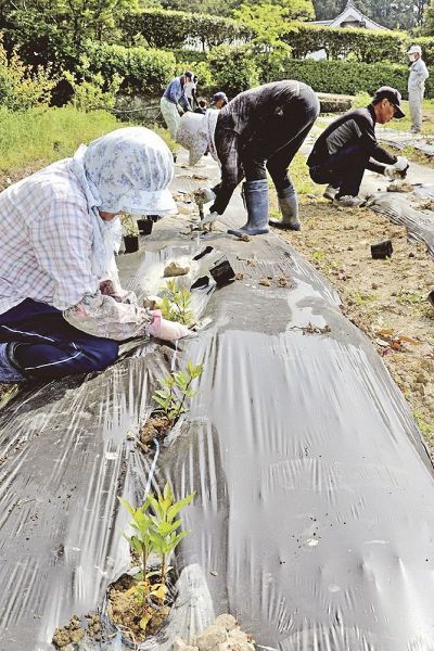 フジバカマの苗を植え付けるメンバー（上富田町市ノ瀬で）