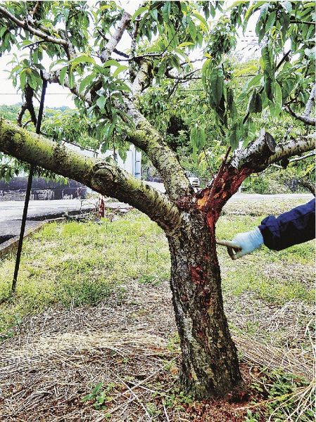 クビアカツヤカミキリの被害を受けたモモの木（和歌山県岩出市で）＝和歌山県農業環境・鳥獣害対策室提供