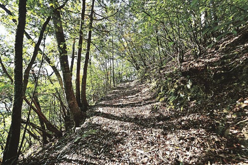 松葉峠から渡瀬地区へと向かう周遊ルートの古道。美しい木漏れ日の中を歩くことができる