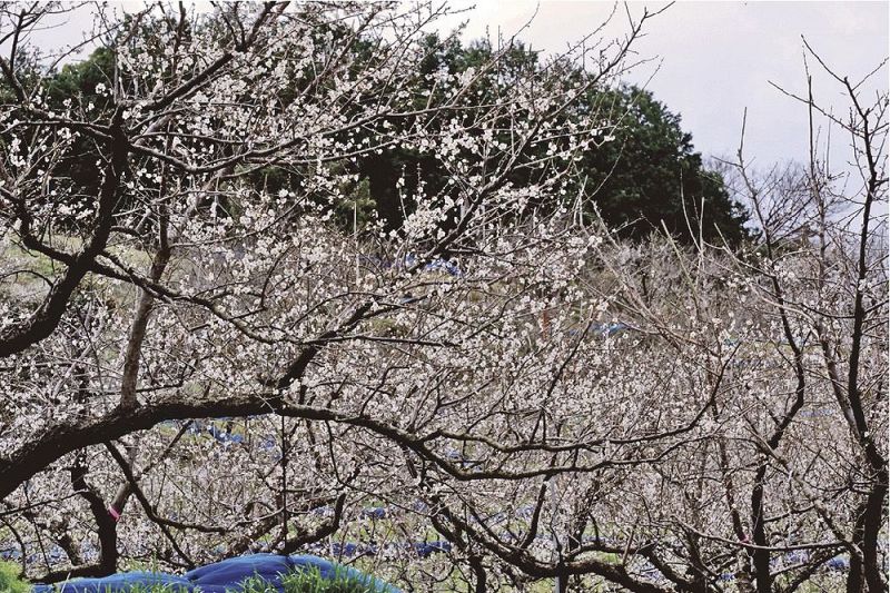 満開近く花が咲いた梅の園地（２８日、和歌山県みなべ町晩稲で）