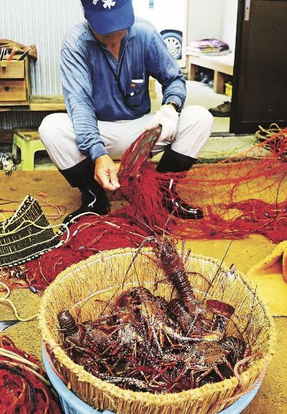漁師によって網から取り外されたイセエビ（１７日、和歌山県串本町田原で）