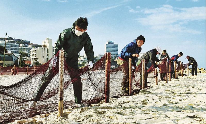 砂浜に打ち込んだ木のくいにネットを掛けていく町職員（１９日、和歌山県白浜町の白良浜で）