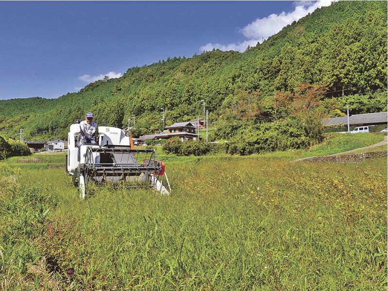 大型農機具を使ったソバの収穫（和歌山県田辺市龍神村安井で）