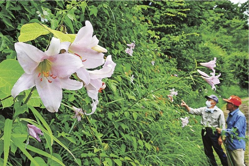 見頃を迎えているササユリの花（７日、和歌山県古座川町西川で）