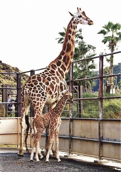 公開が始まったアミメキリンの赤ちゃん（手前）。母親の後を付いて動いている＝１１日、和歌山県白浜町のアドベンチャーワールドで