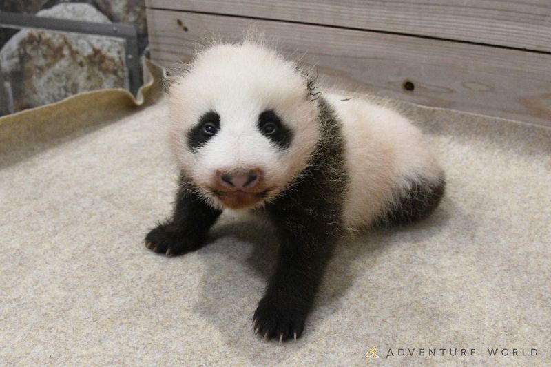 動画 ふわふわ抱きしめたい 白浜の赤ちゃんパンダ生後２カ月 紀伊民報agara