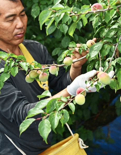 南高梅を収穫する梅農家（２７日、和歌山県みなべ町東岩代で）