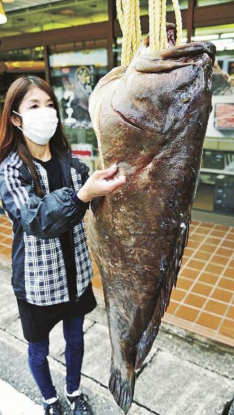 和歌山県みなべ町で水揚げされた大物のクエ（２５日、和歌山県田辺市鮎川で）