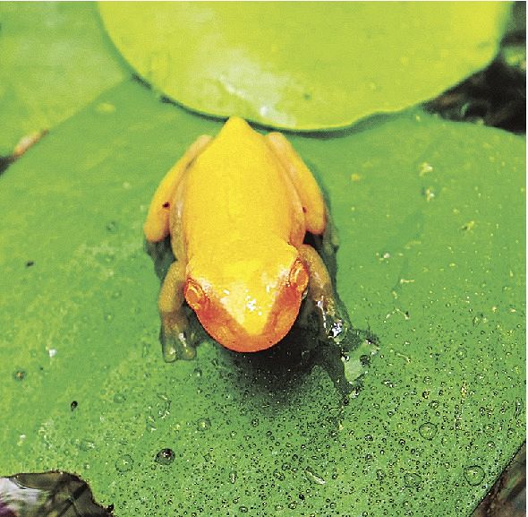 金のカエルがいつの間にか白く 古座川町 紀伊民報agara