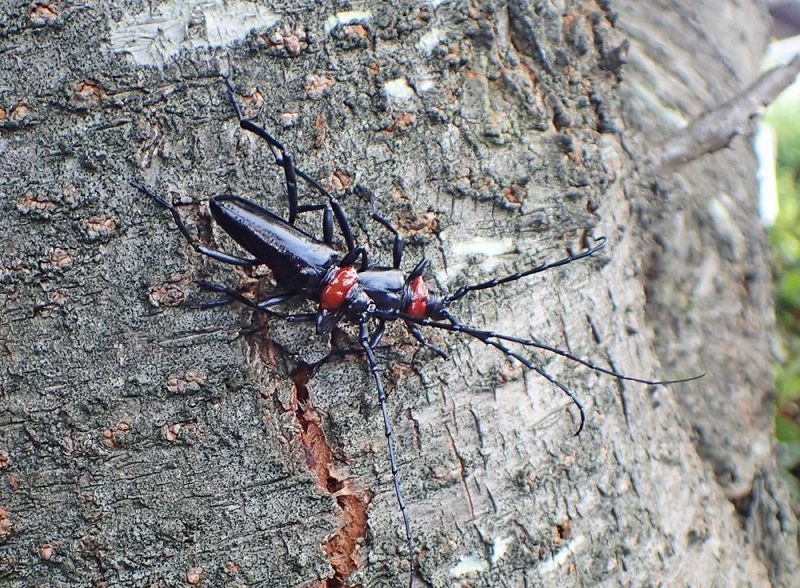 クビアカツヤカミキリの成虫（和歌山県林業試験場提供）