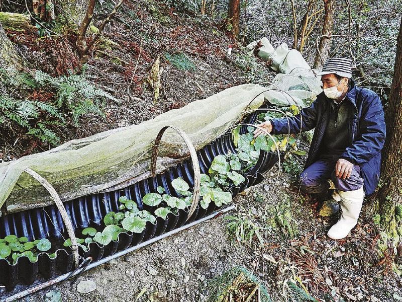 プラスチック製の管と梅種子炭を利用してワサビの試験栽培をしている中田稔さん（和歌山県印南町川又で）