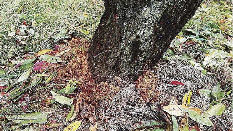 クビアカツヤカミキリの被害でモモの木の根元にたまったフラス（かつらぎ町で）＝県かき・もも研究所提供