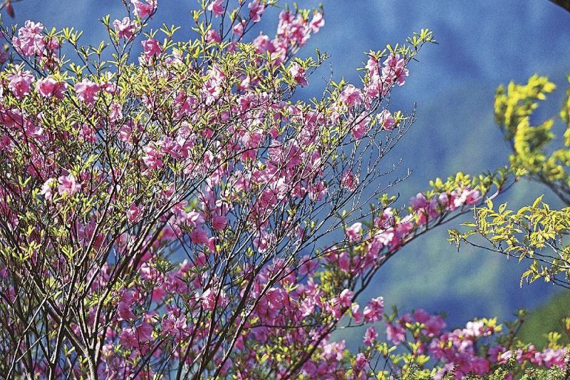 満開の花を咲かせるアケボノツツジ（27日、和歌山県田辺市大塔地域の法師山で）