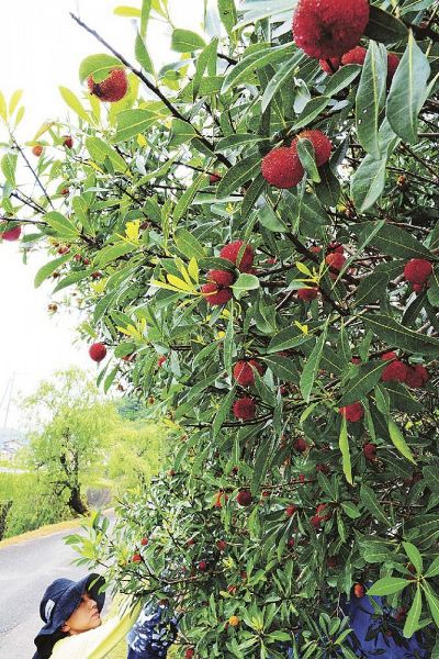 ヤマモモの赤い実を収穫する口熊野かみとんだ山桃会のメンバー（和歌山県上富田町市ノ瀬で）